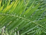 Phoenix reclinata image