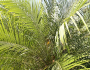 Phoenix roebelenii image