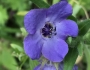 Pholistoma auritum image