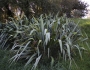 Phormium tenax image