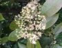 Photinia serratifolia image