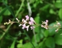 Phryma leptostachya image