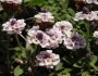 Phyla nodiflora image
