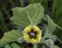 Physalis heterophylla image