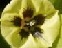 Physalis longifolia image