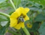 Physalis philadelphica image