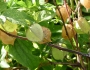 Physalis pubescens image