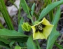Physalis virginiana image