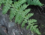 Physematium obtusum image