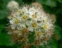 Physocarpus capitatus image