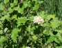 Physocarpus monogynus image