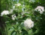 Physocarpus opulifolius image