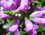 Physostegia leptophylla image