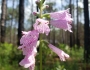 Physostegia purpurea image