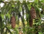 Picea abies image