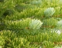 Picea engelmannii image