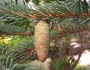 Picea glauca image