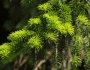 Picea jezoensis image