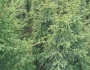 Picea mariana image