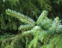 Picea omorika image