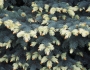 Picea pungens image