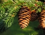 Picea rubens image