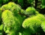 Picea sitchensis image