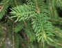 Picea torano image