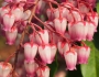 Pieris japonica image