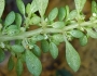 Pilea microphylla image