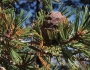 Pinus albicaulis image