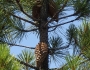 Pinus attenuata image