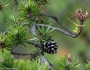 Pinus banksiana image