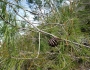 Pinus clausa image