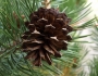 Pinus contorta image