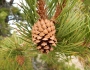 Pinus contorta var. latifolia image