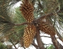 Pinus coulteri image