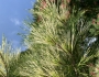 Pinus densiflora image