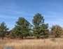 Pinus echinata image