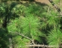 Pinus elliottii image