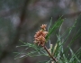 Pinus glabra image