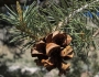 Pinus monophylla image