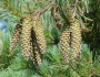 Pinus monticola image