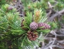 Pinus mugo image