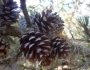 Pinus muricata image