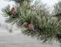 Pinus nigra image