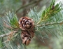 Pinus parviflora image
