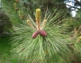 Pinus ponderosa image
