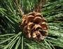 Pinus resinosa image