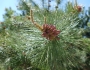 Pinus rigida image